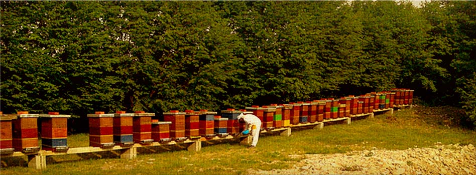 Beehive honey bees